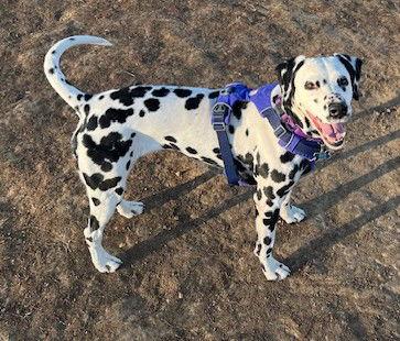Cosette, Adopted, Adult Female Dalmatian.