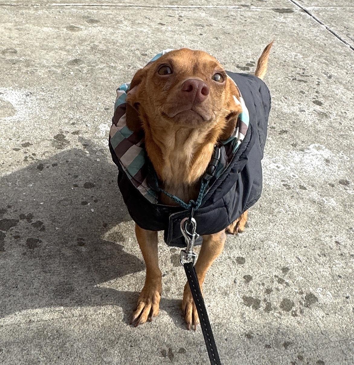 Enlarge Skipper, a ADOPTABLE mixed breed in Brooklyn, NY image 6/6