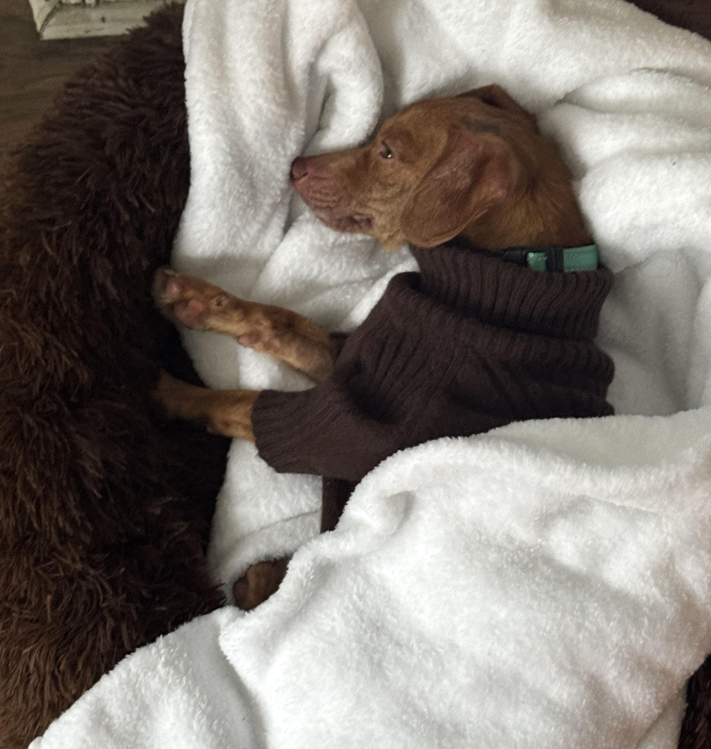 Enlarge Skipper, a ADOPTABLE mixed breed in Brooklyn, NY image 3/6