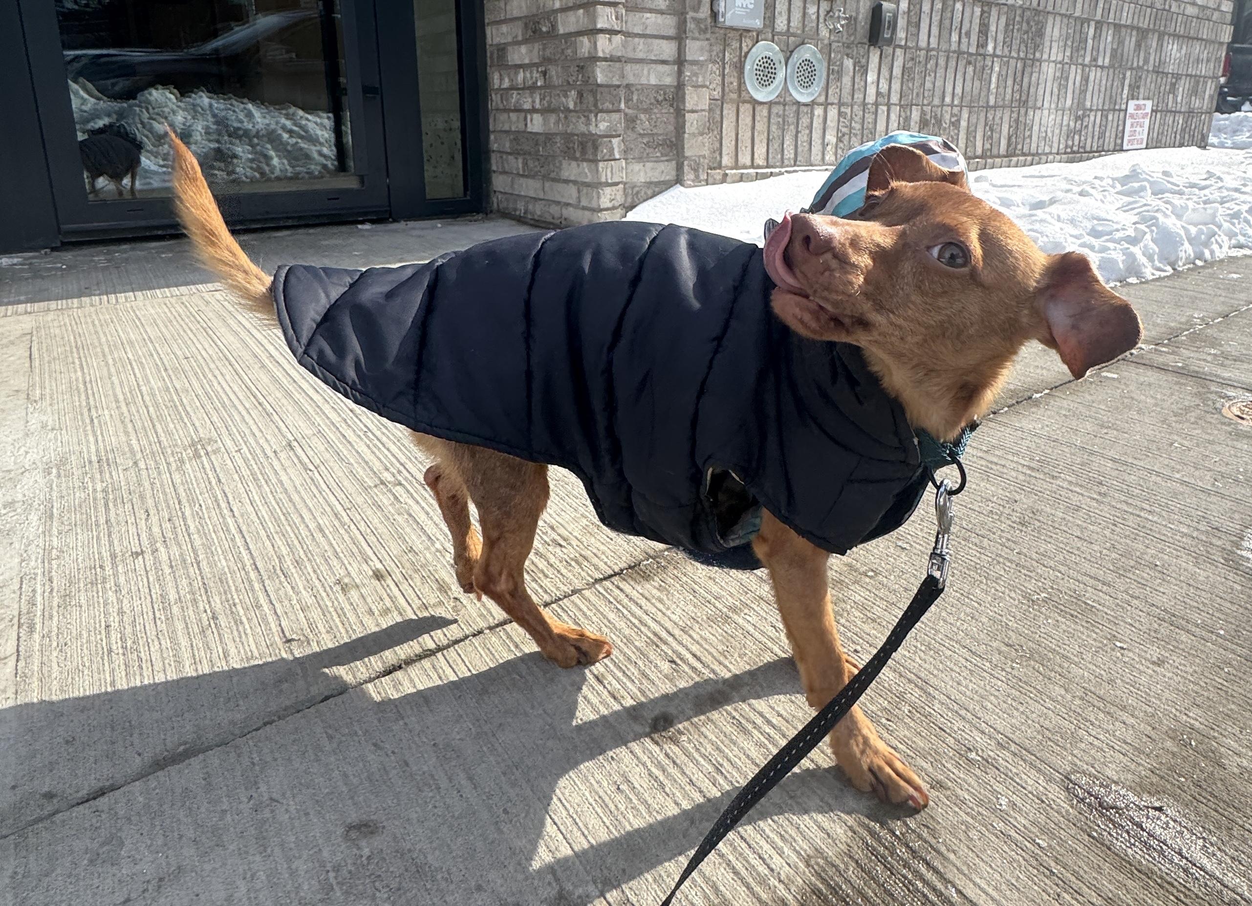 Enlarge Skipper, a ADOPTABLE mixed breed in Brooklyn, NY image 4/6