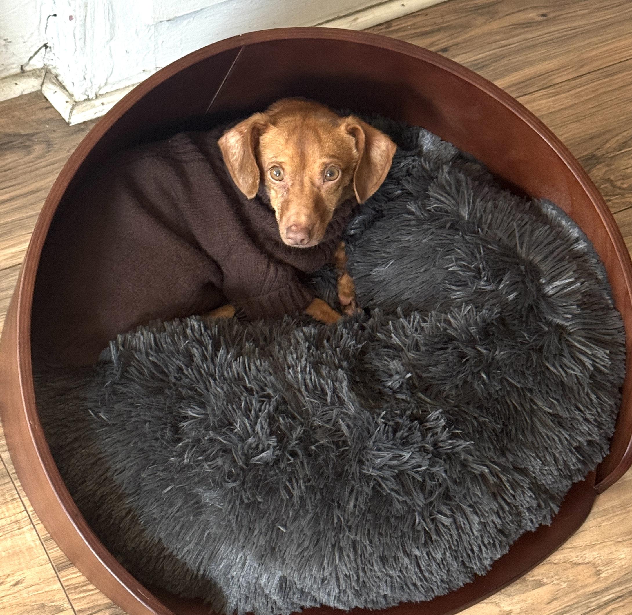 Enlarge Skipper, a ADOPTABLE mixed breed in Brooklyn, NY image 2/6