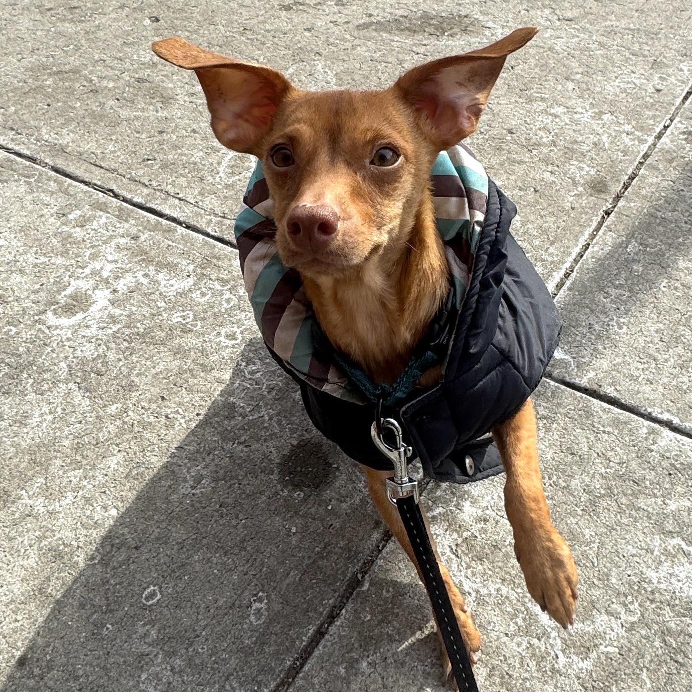 Skipper, ADOPTABLE, Adult Male Chiweenie.