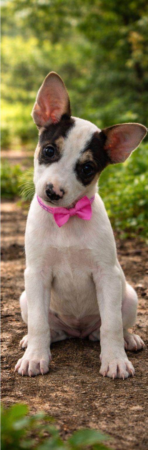 Enlarge MARA (out of town), a Adoptable mixed breed in New York, NY image 3/3