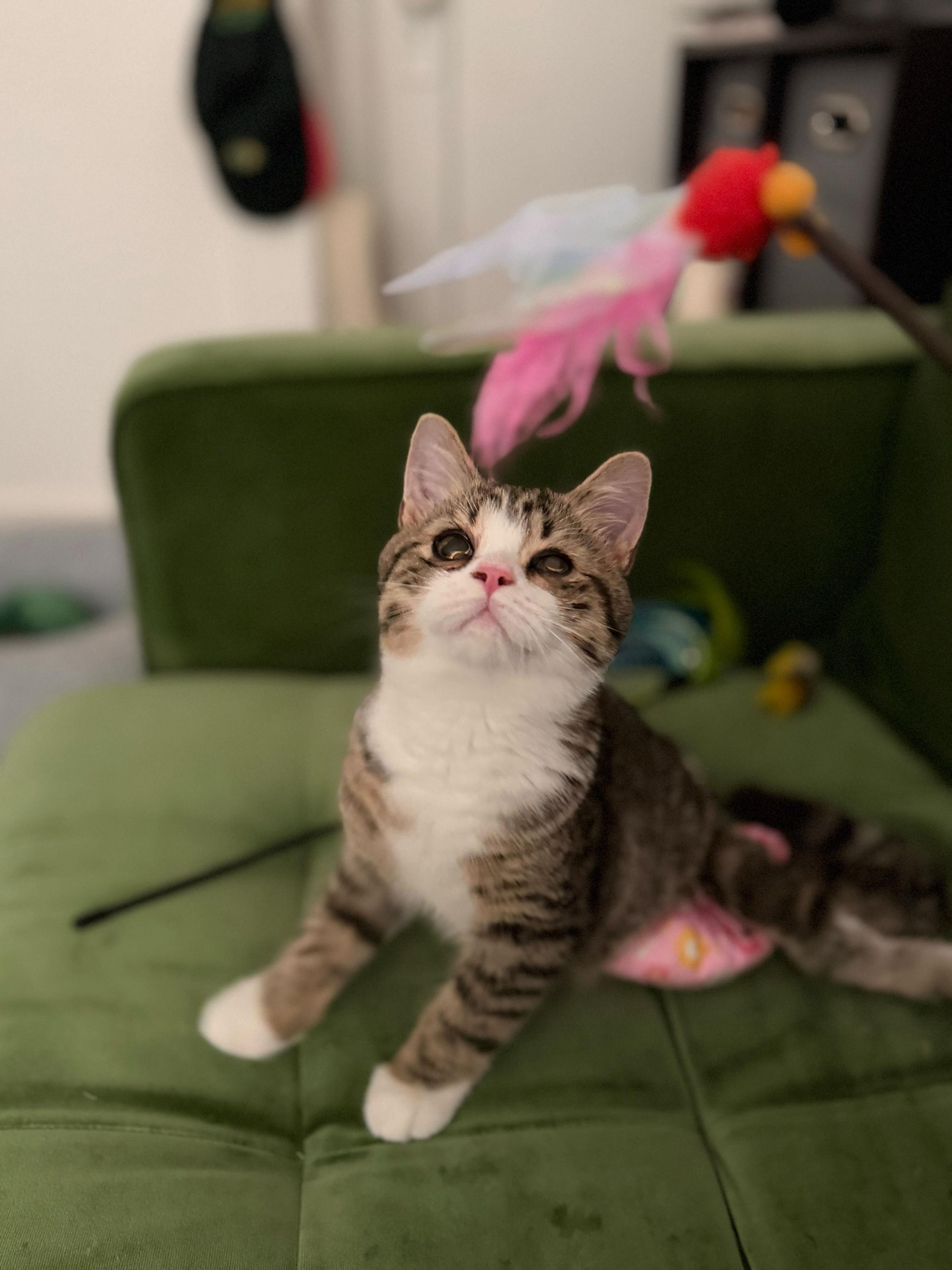 Munchkin, Adoptable, Kitten Male Domestic Short Hair.