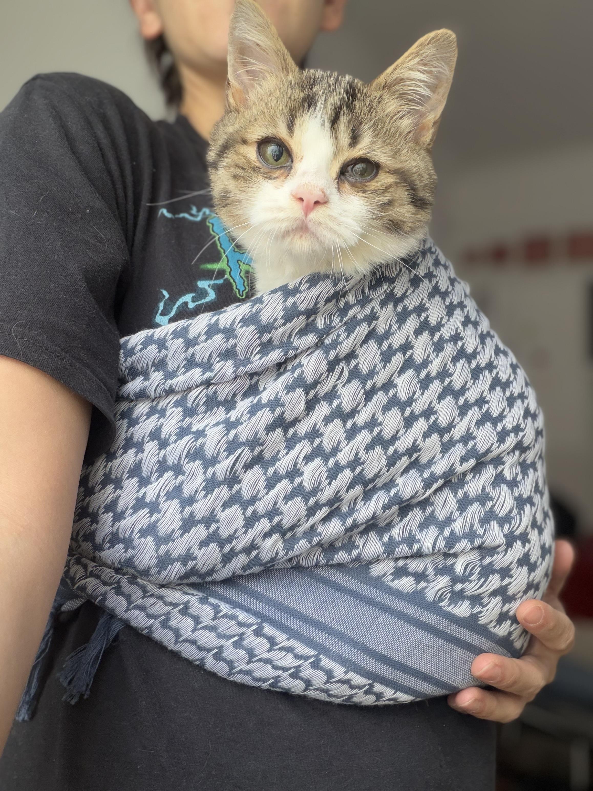 Munchkin, a Adoptable Domestic Short Hair in Long Island City, NY image 3/6