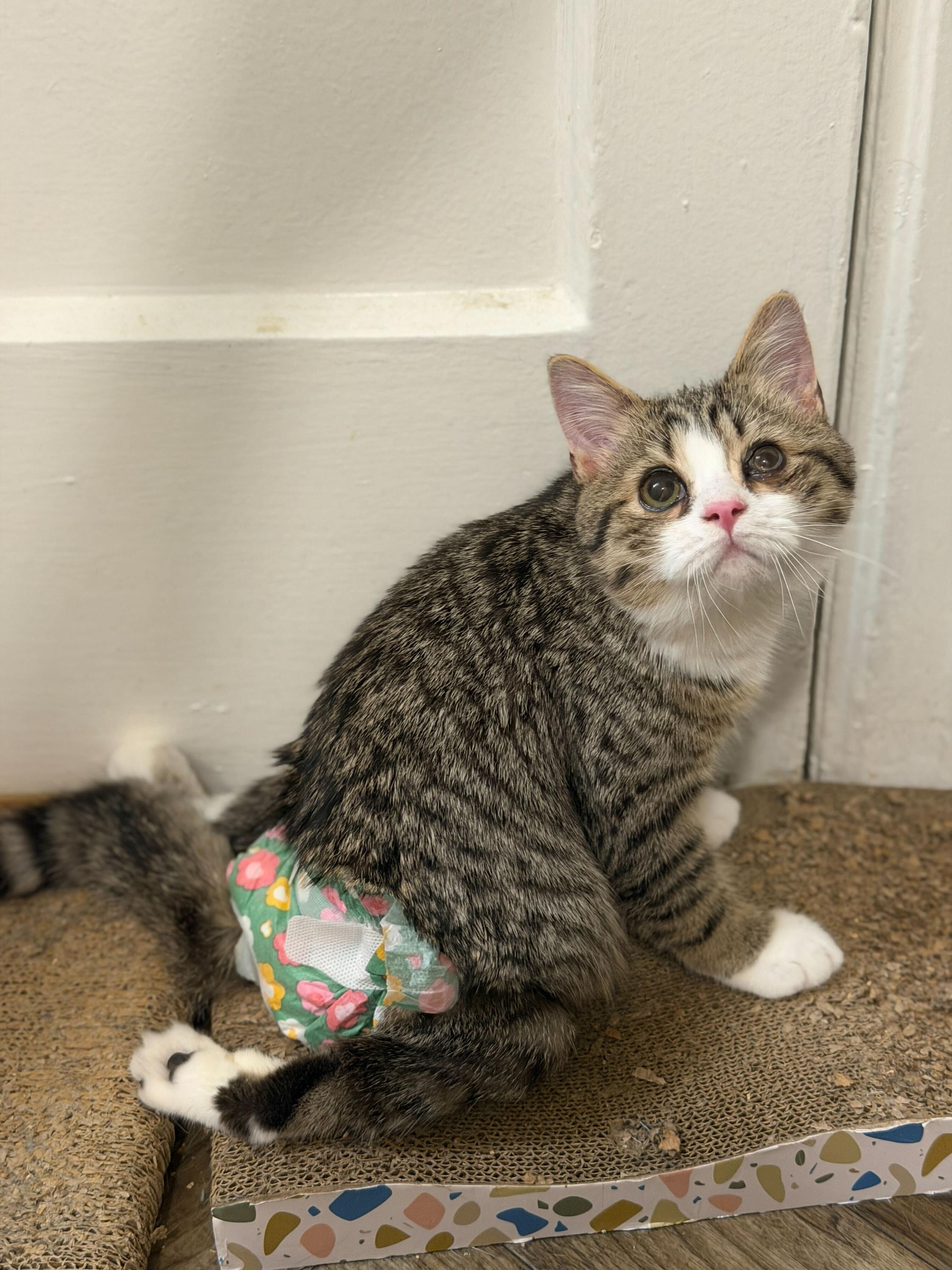 Munchkin, a Adoptable Domestic Short Hair in Long Island City, NY image 2/6