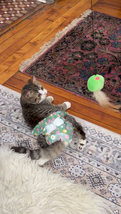 Enlarge Munchkin, a Adoptable Domestic Short Hair in Long Island City, NY video 5/6