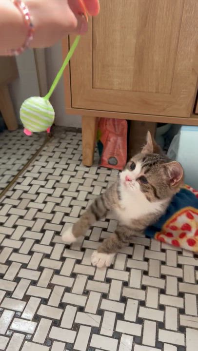 Enlarge Munchkin, a Adoptable Domestic Short Hair in Long Island City, NY video 6/6
