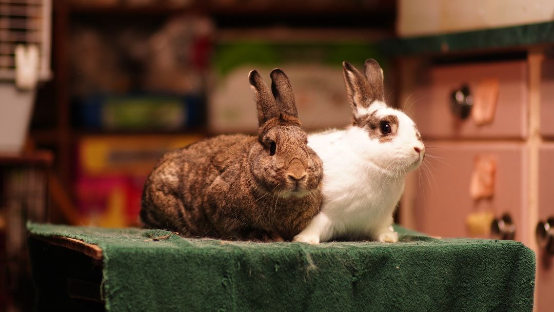 Apple and Infiniti, Adopted, Adult Female Bunny Rabbit.