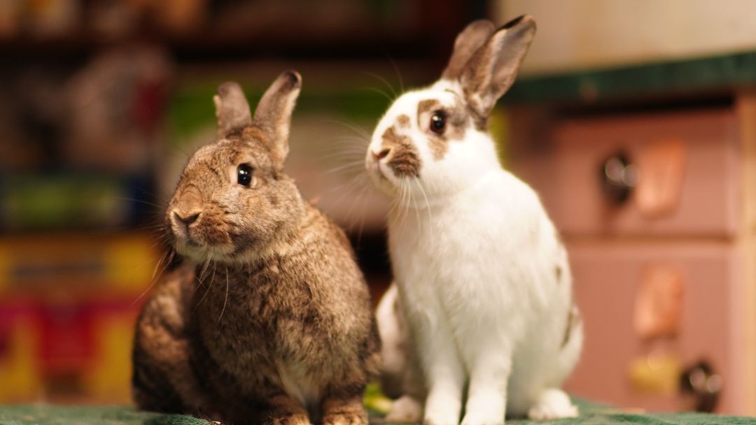 Apple and Infiniti, a Adopted Bunny Rabbit in Vancouver, BC image 2/2