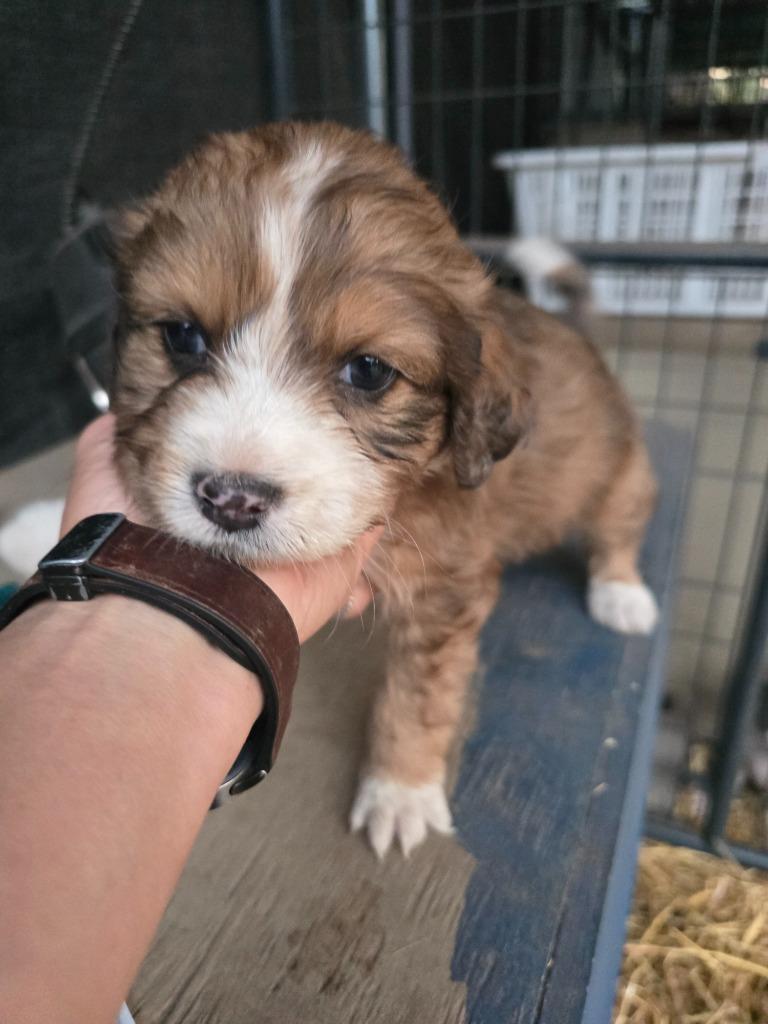 Celery, Adopted, Puppy Male Poodle & Retriever.