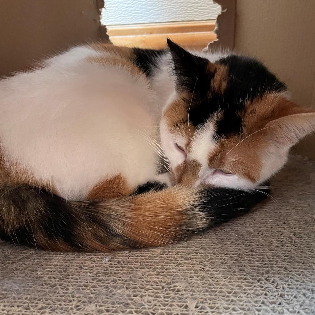 Baby, Adoptable, Adult Female Domestic Short Hair.