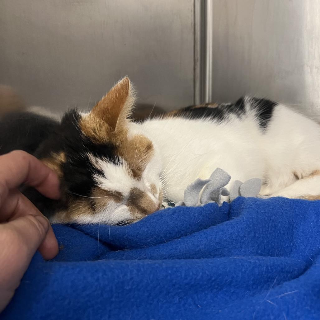 Enlarge Baby, a Adoptable Domestic Short Hair in Owosso, MI image 2/4