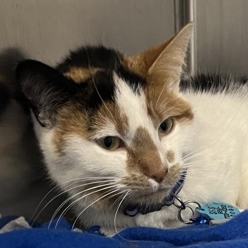 Enlarge Baby, a Adoptable Domestic Short Hair in Owosso, MI image 3/4