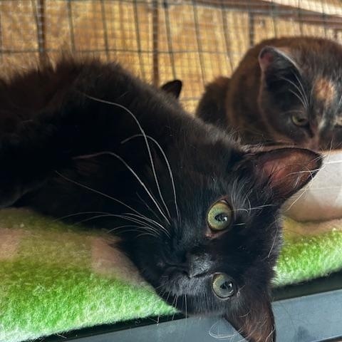 Love Bug (bonded with Amore), ADOPTABLE, Young Female Domestic Long Hair.