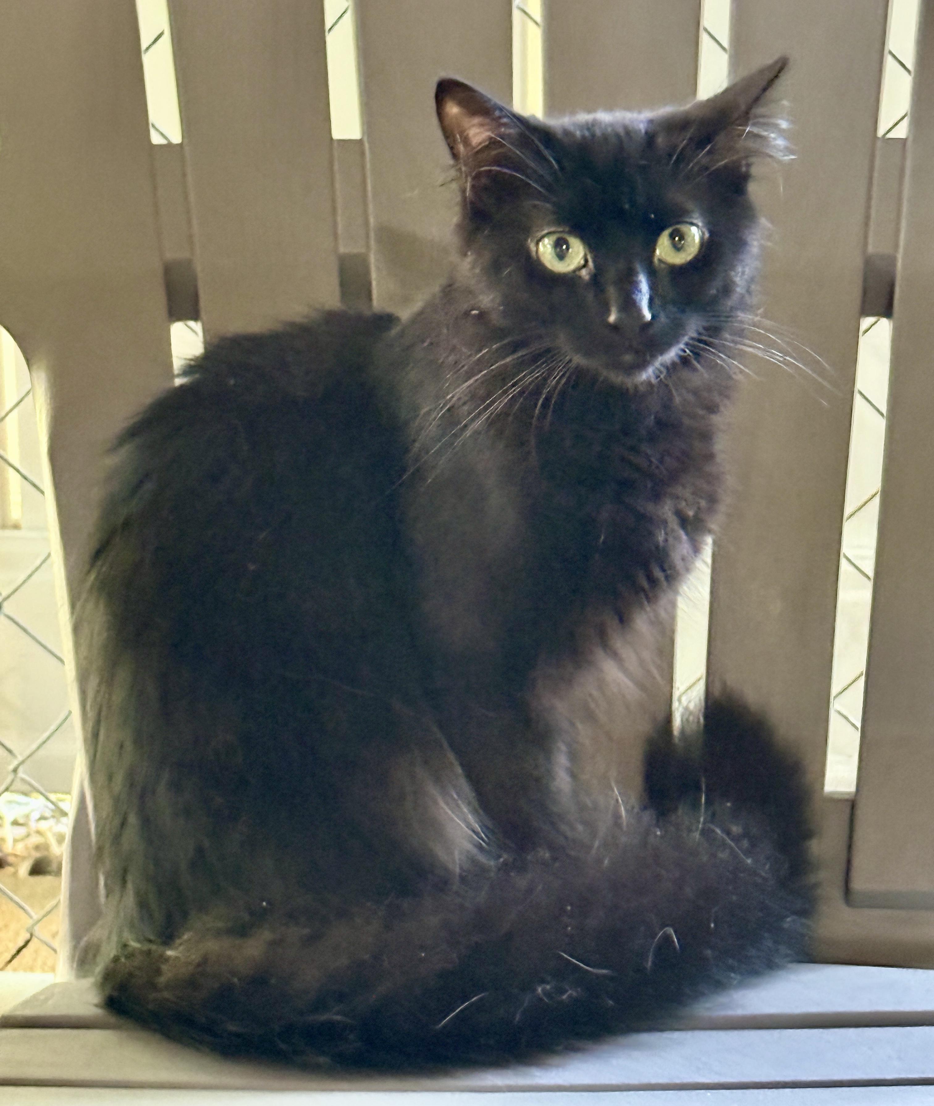 Love Bug, a ADOPTABLE Domestic Long Hair in Ashland, OH image 5/5