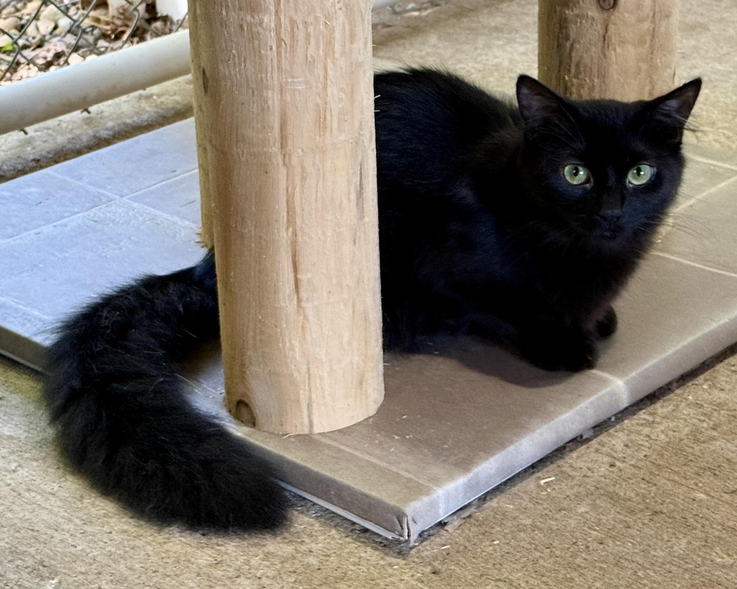 Love Bug, ADOPTABLE, Young Female Domestic Long Hair.