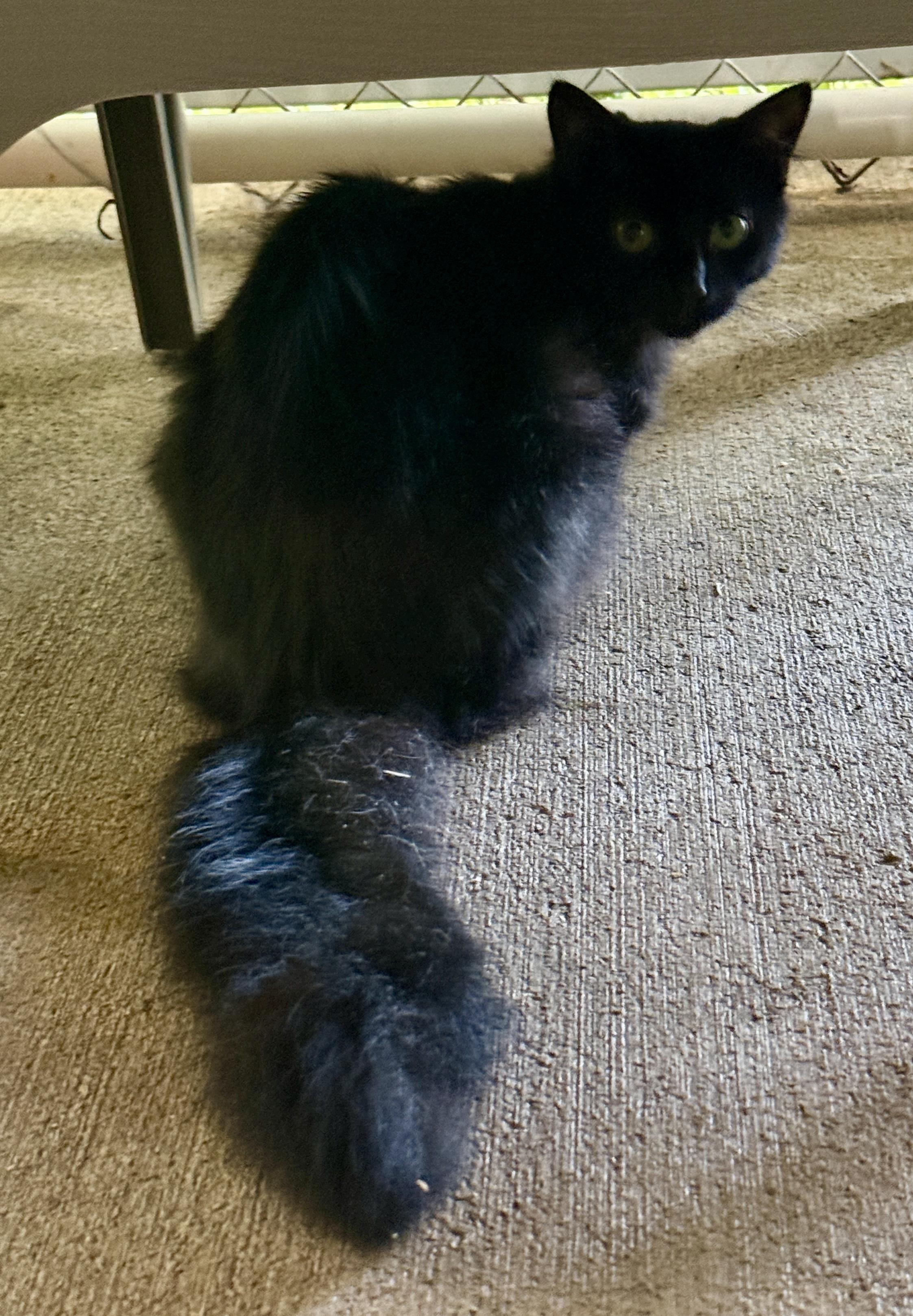 Love Bug, a ADOPTABLE Domestic Long Hair in Ashland, OH image 3/5