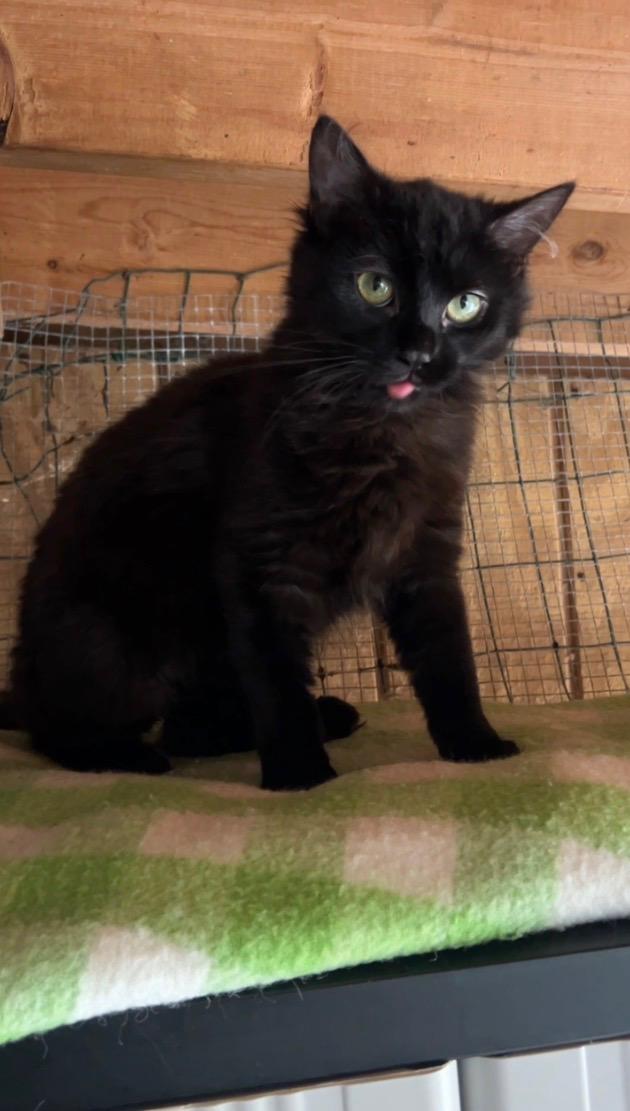 Enlarge Love Bug (bonded with Amore), a ADOPTABLE Domestic Long Hair in Ashland, OH image 4/4