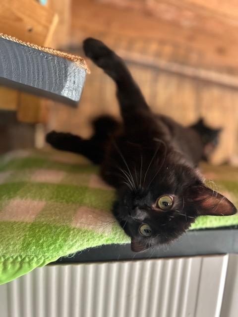 Enlarge Love Bug (bonded with Amore), a ADOPTABLE Domestic Long Hair in Ashland, OH image 2/4