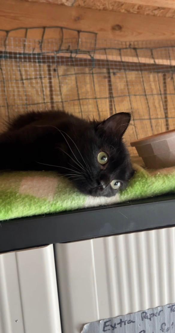 Enlarge Love Bug (bonded with Amore), a ADOPTABLE Domestic Long Hair in Ashland, OH image 3/4