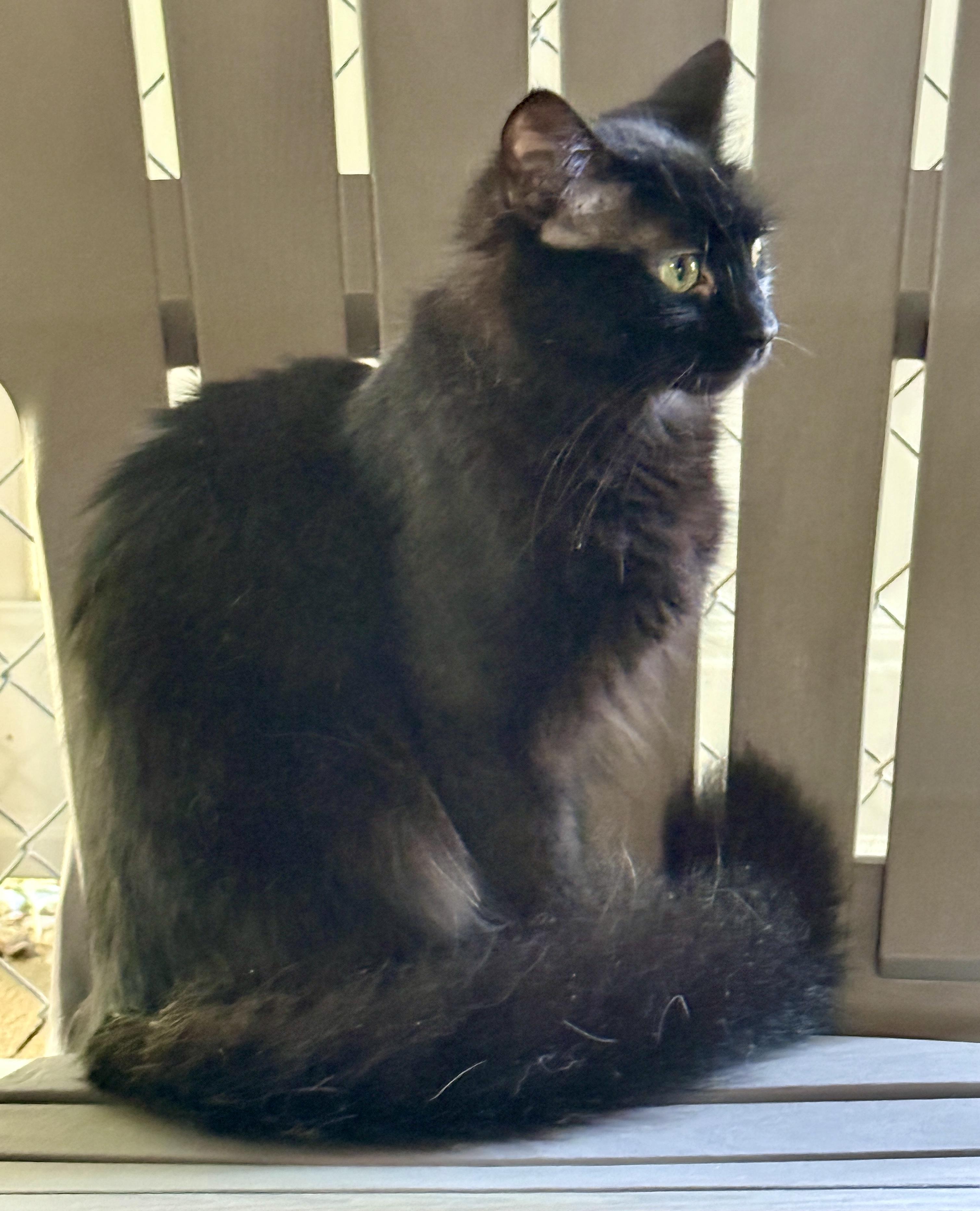 Love Bug, a ADOPTABLE Domestic Long Hair in Ashland, OH image 4/5