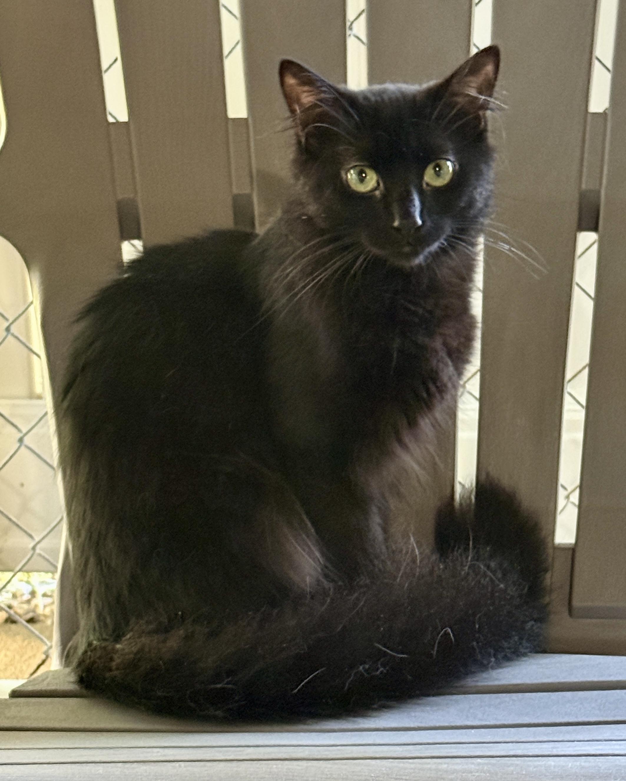 Love Bug, a ADOPTABLE Domestic Long Hair in Ashland, OH image 2/5