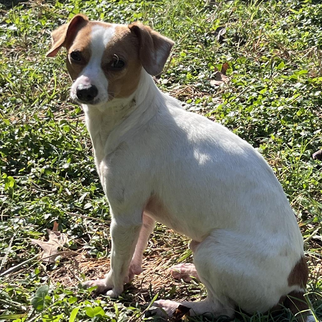 Alfredo, Adoptable, Adult Male Chihuahua.
