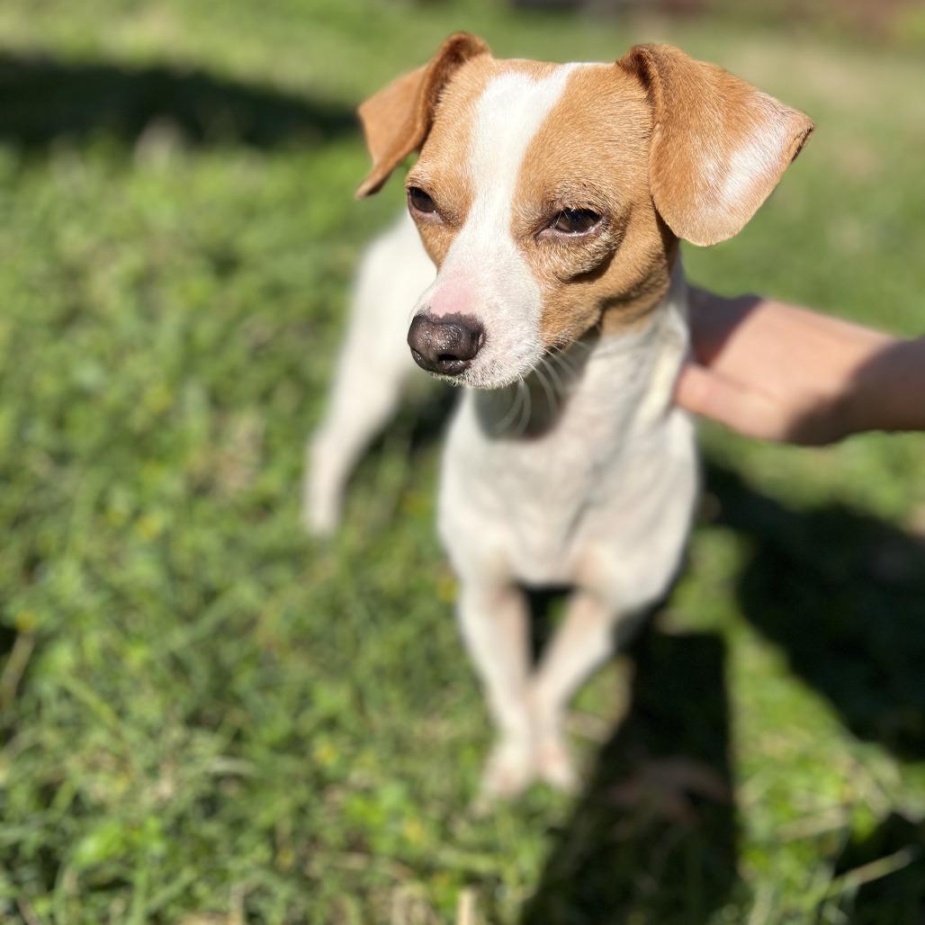 Enlarge Alfredo, a Adoptable Chihuahua in Katy, TX image 2/2