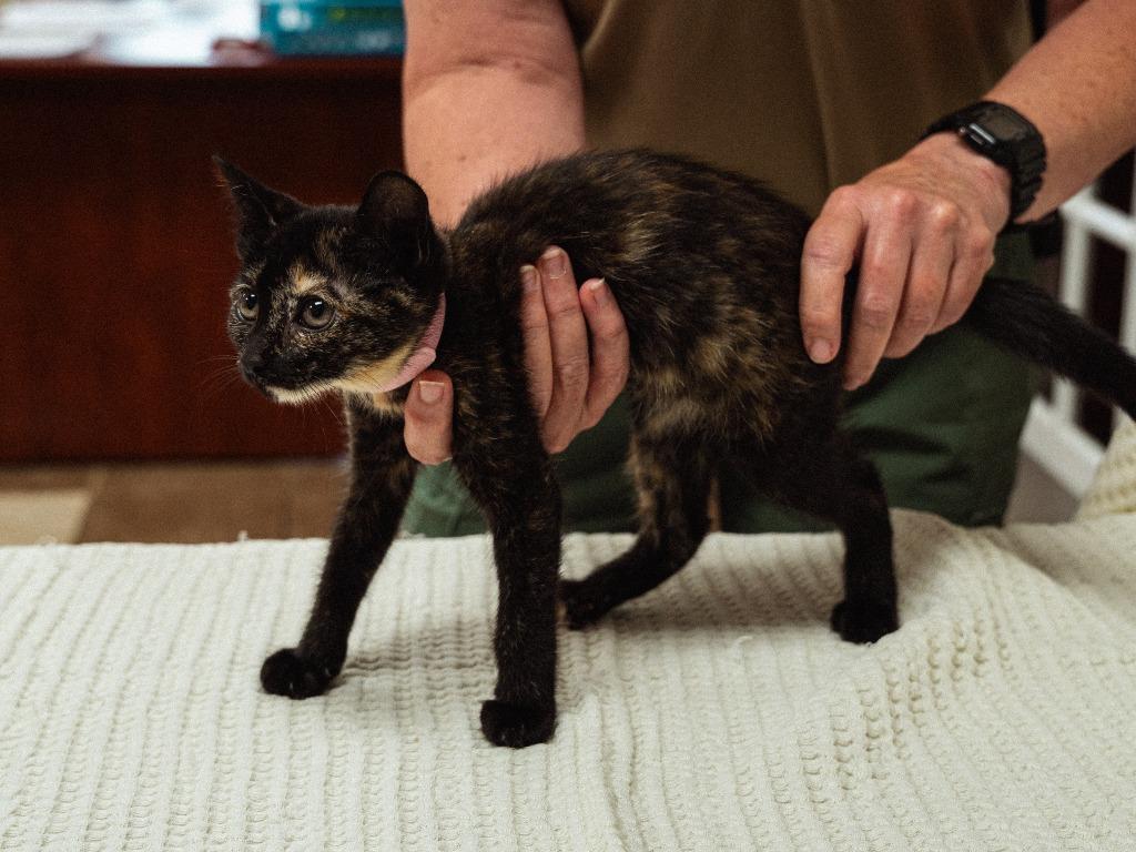 Jango(green), Adoptable, Kitten Male Domestic Short Hair.