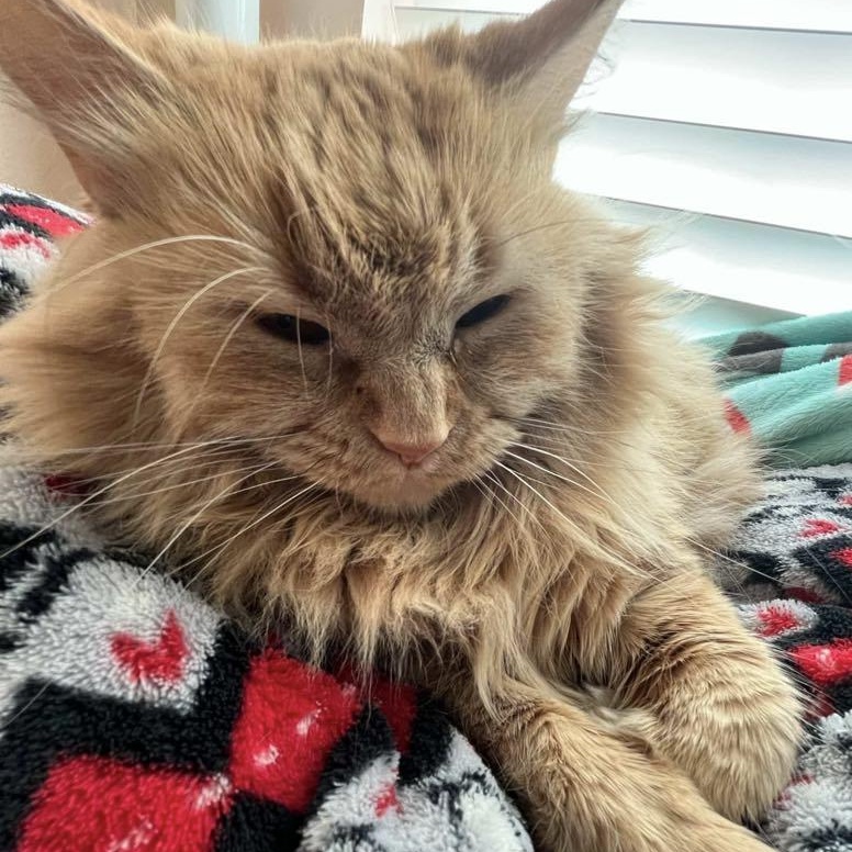 Xiamara, a Adoptable Domestic Long Hair in Fairborn, OH image 3/5