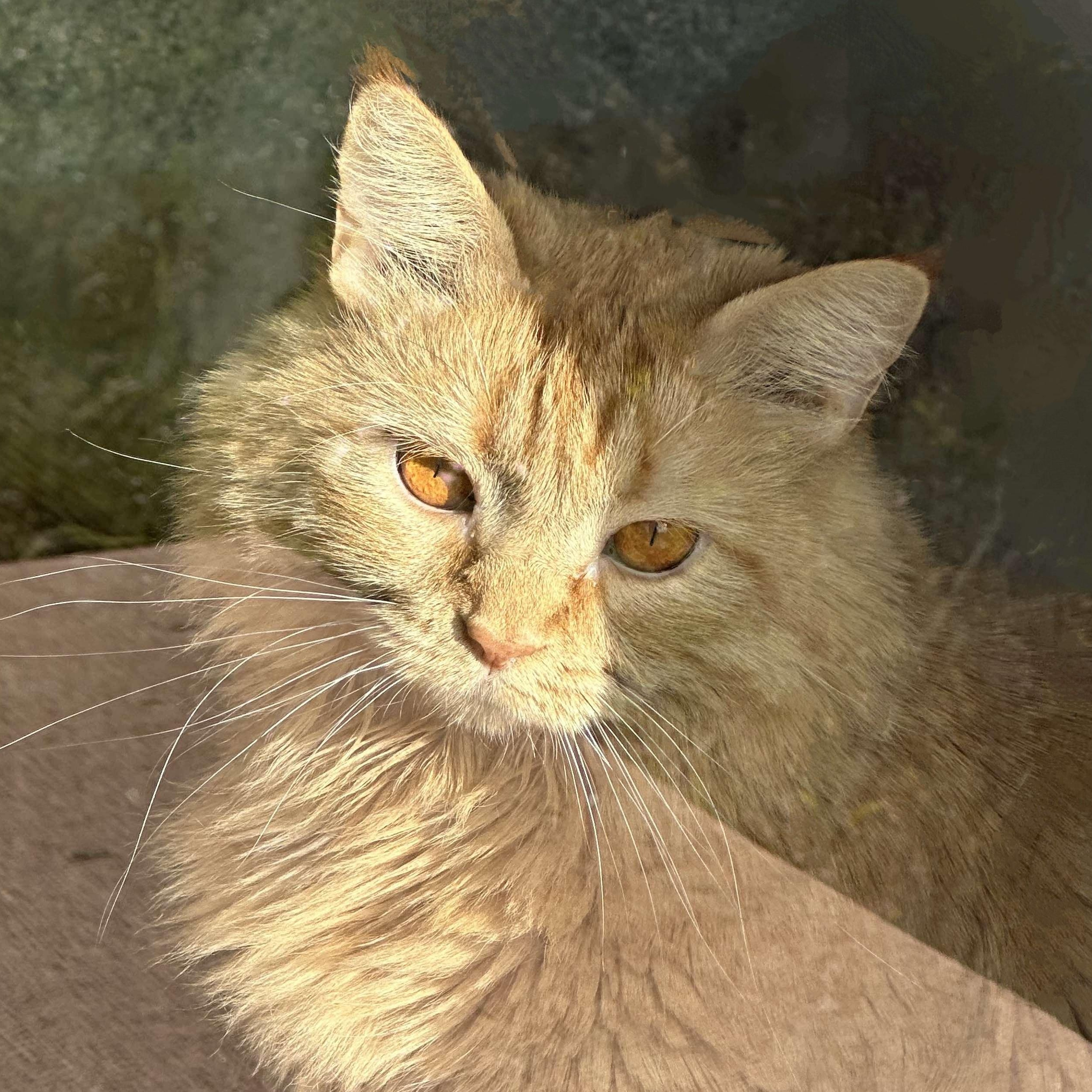 Xiamara, a Adoptable Domestic Long Hair in Fairborn, OH image 4/5