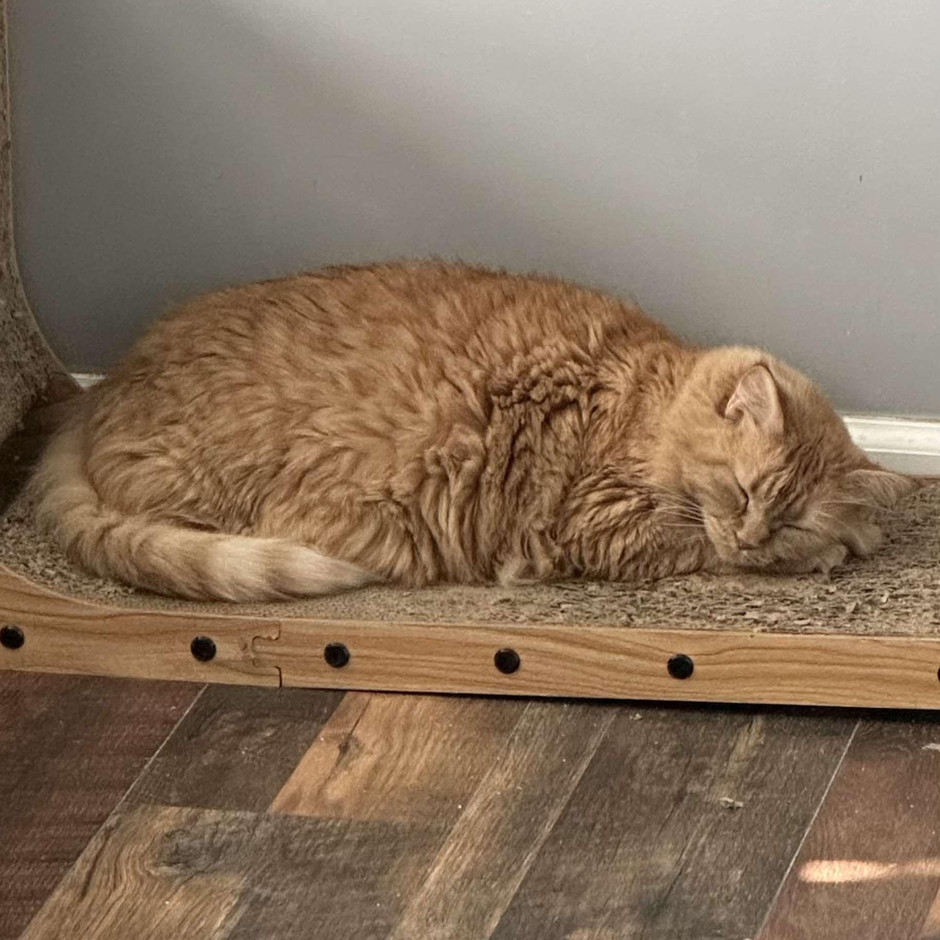 Xiamara, a Adoptable Domestic Long Hair in Fairborn, OH image 5/5