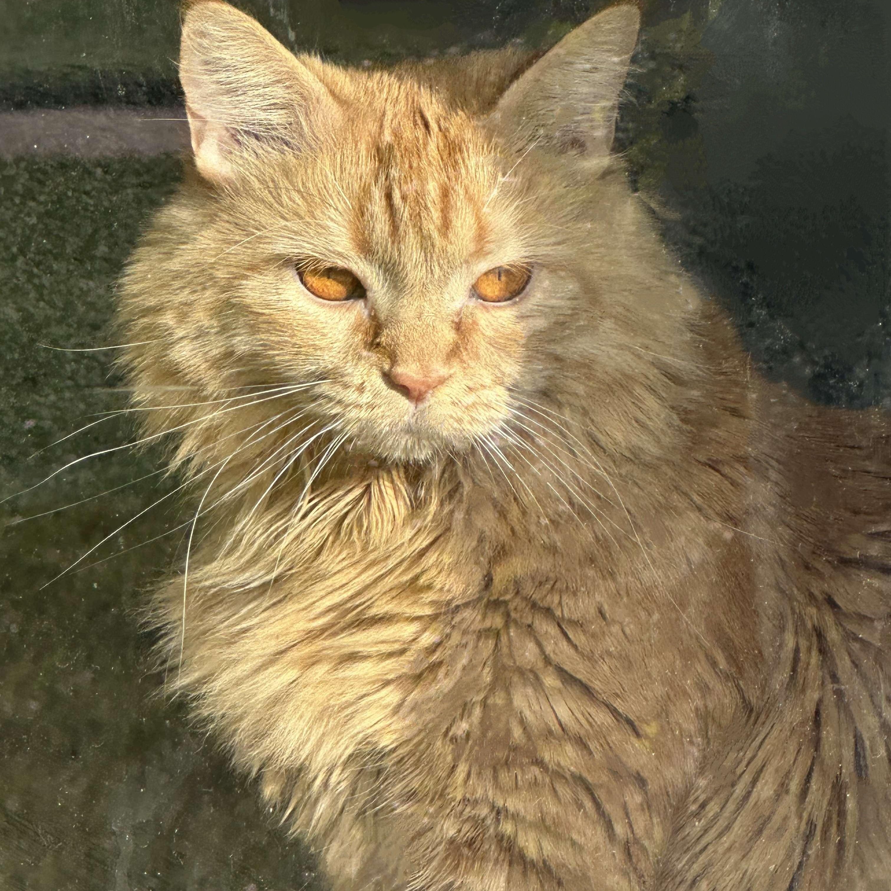 Xiamara, a Adoptable Domestic Long Hair in Fairborn, OH image 2/5