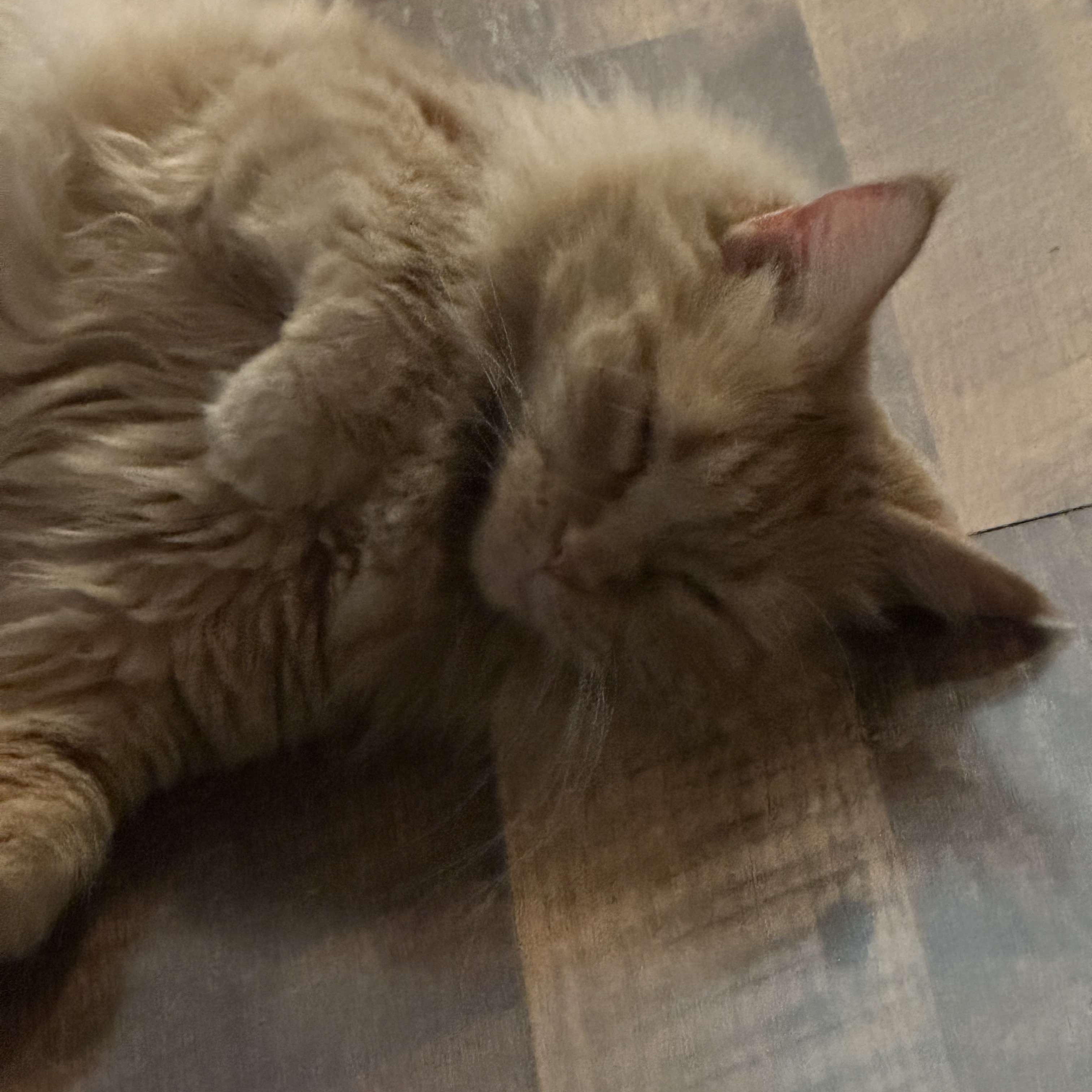 Xiamara, Adoptable, Adult Female Domestic Long Hair.