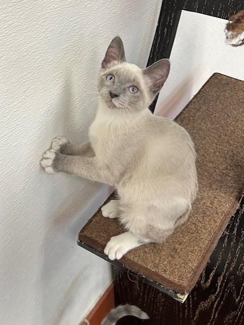 Odette, adopted, Kitten Female Domestic Short Hair & Siamese.