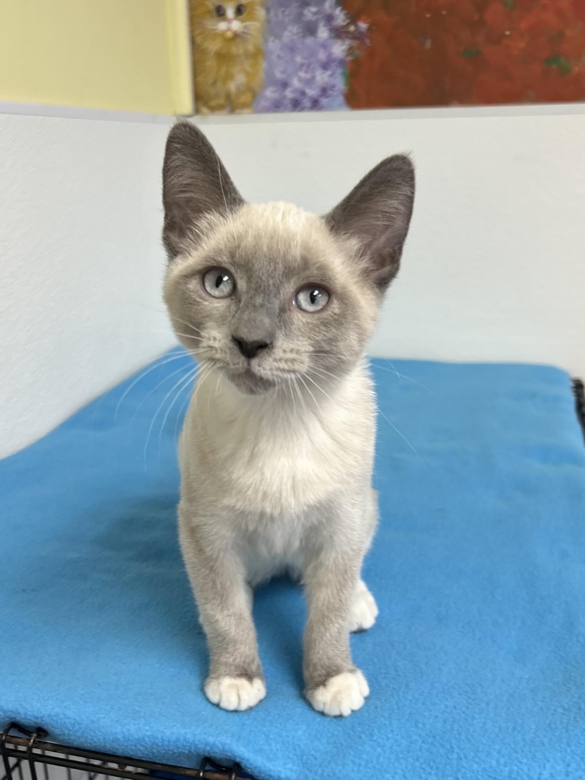 Enlarge Odette, an adopted mixed breed in Battle Creek, MI image 2/4