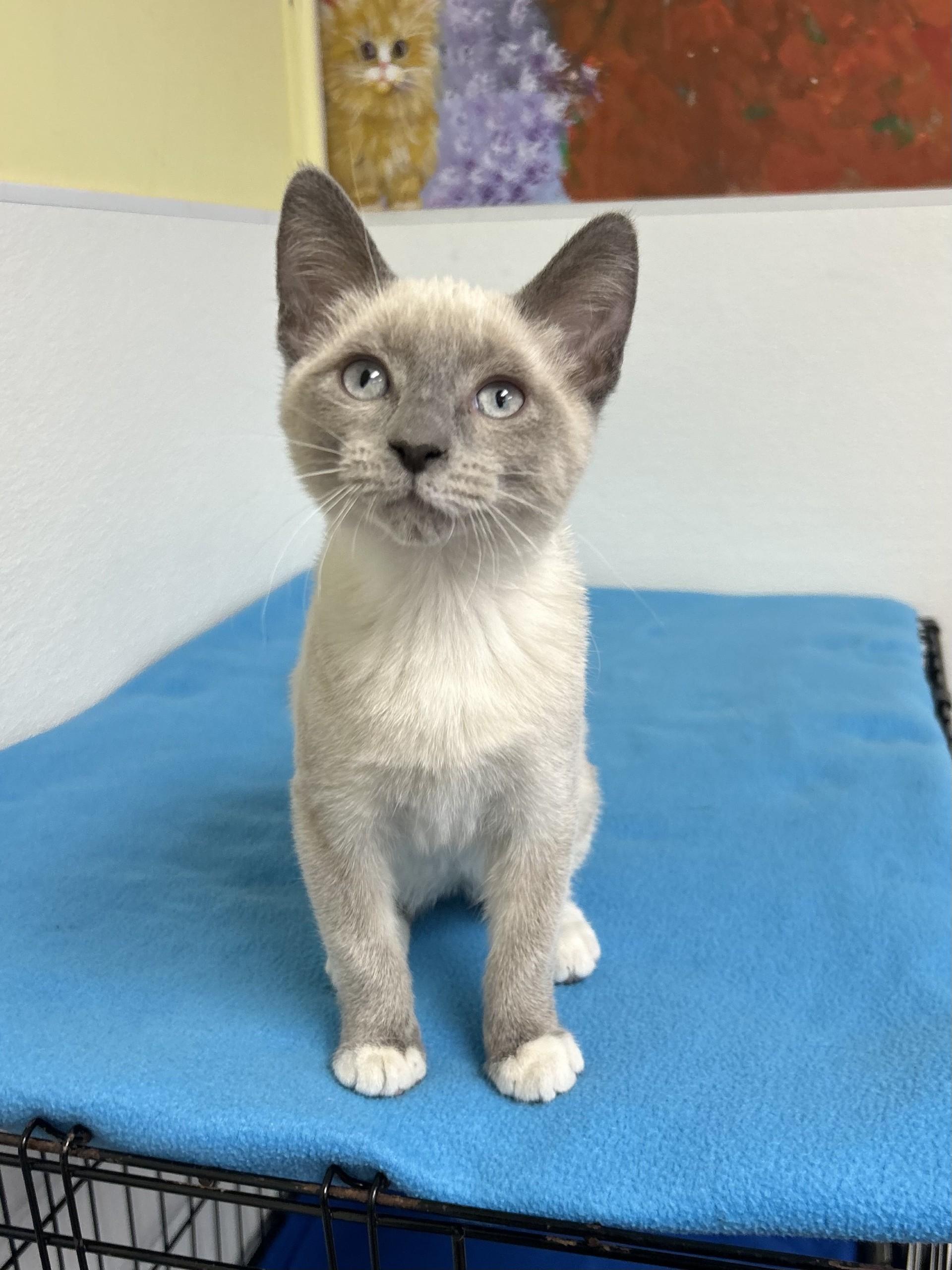 Enlarge Odette, an adopted mixed breed in Battle Creek, MI image 1/4