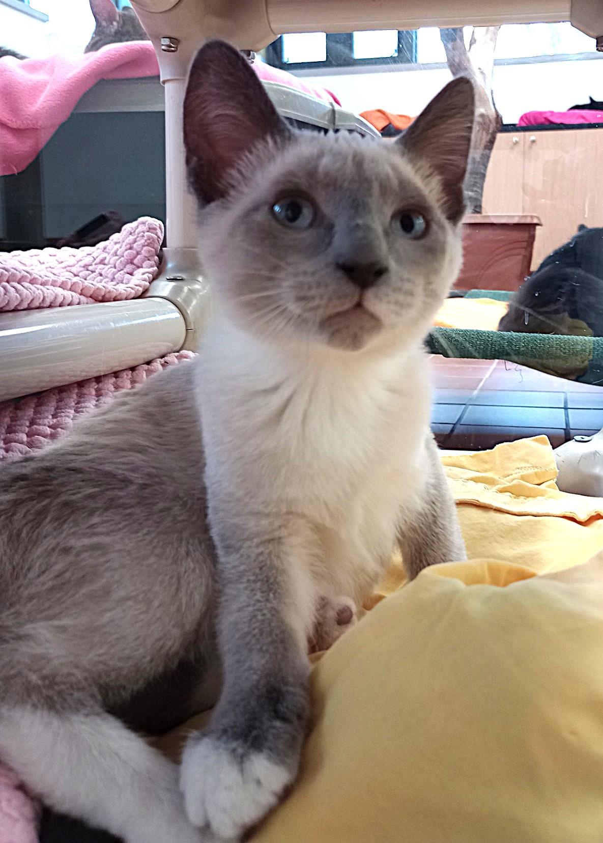 Enlarge Odette, an adopted mixed breed in Battle Creek, MI image 4/4