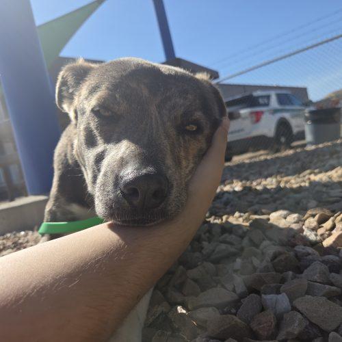 Mack, Adoptable, Adult Male American Staffordshire Terrier & Mixed Breed.