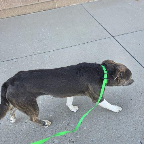 Enlarge Mack, a Adoptable mixed breed in Grand Junction, CO image 2/4