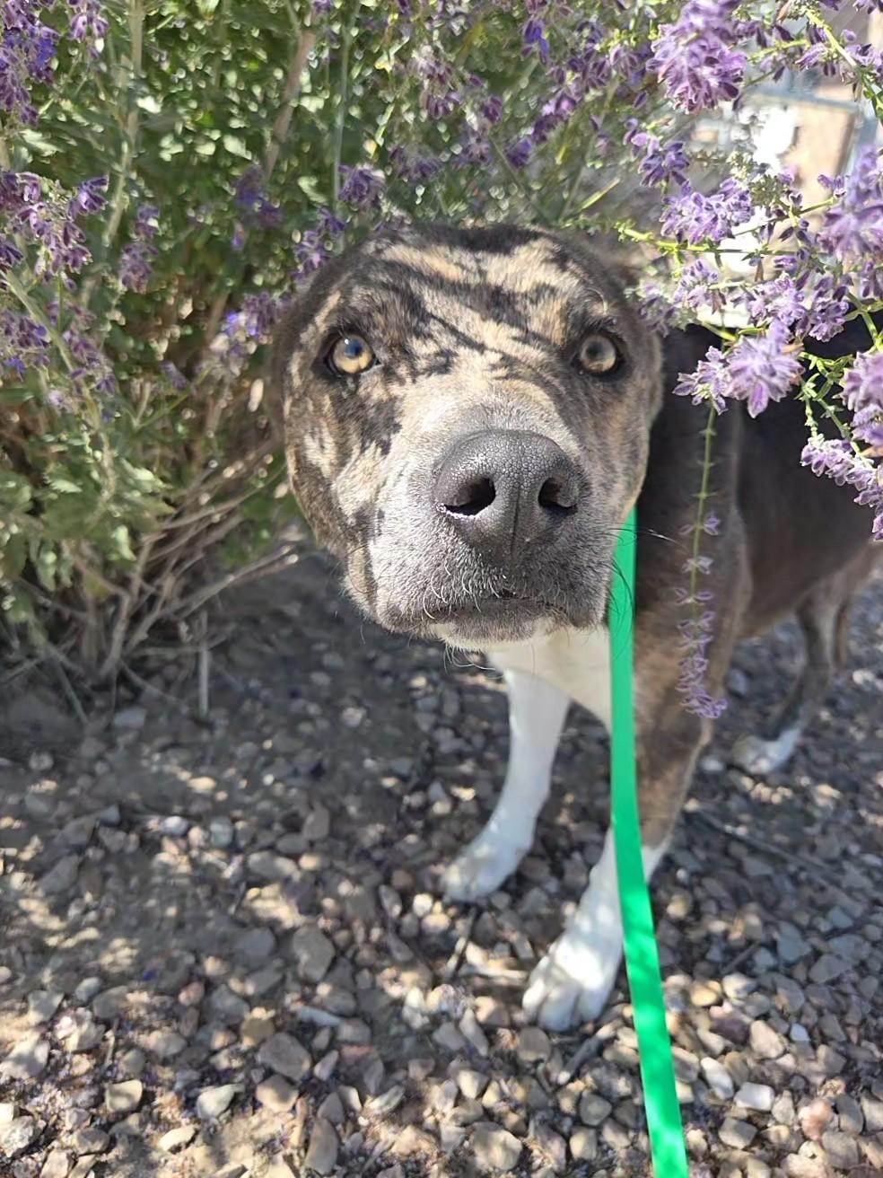 Enlarge Mack, a Adoptable mixed breed in Grand Junction, CO image 3/4