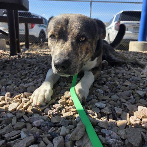 Enlarge Mack, a Adoptable mixed breed in Grand Junction, CO image 4/4