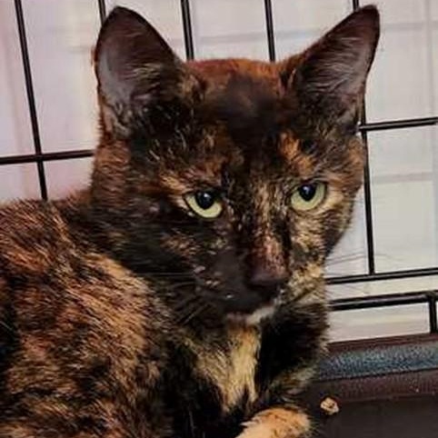 Willow, ADOPTABLE, Adult Female Tortoiseshell.