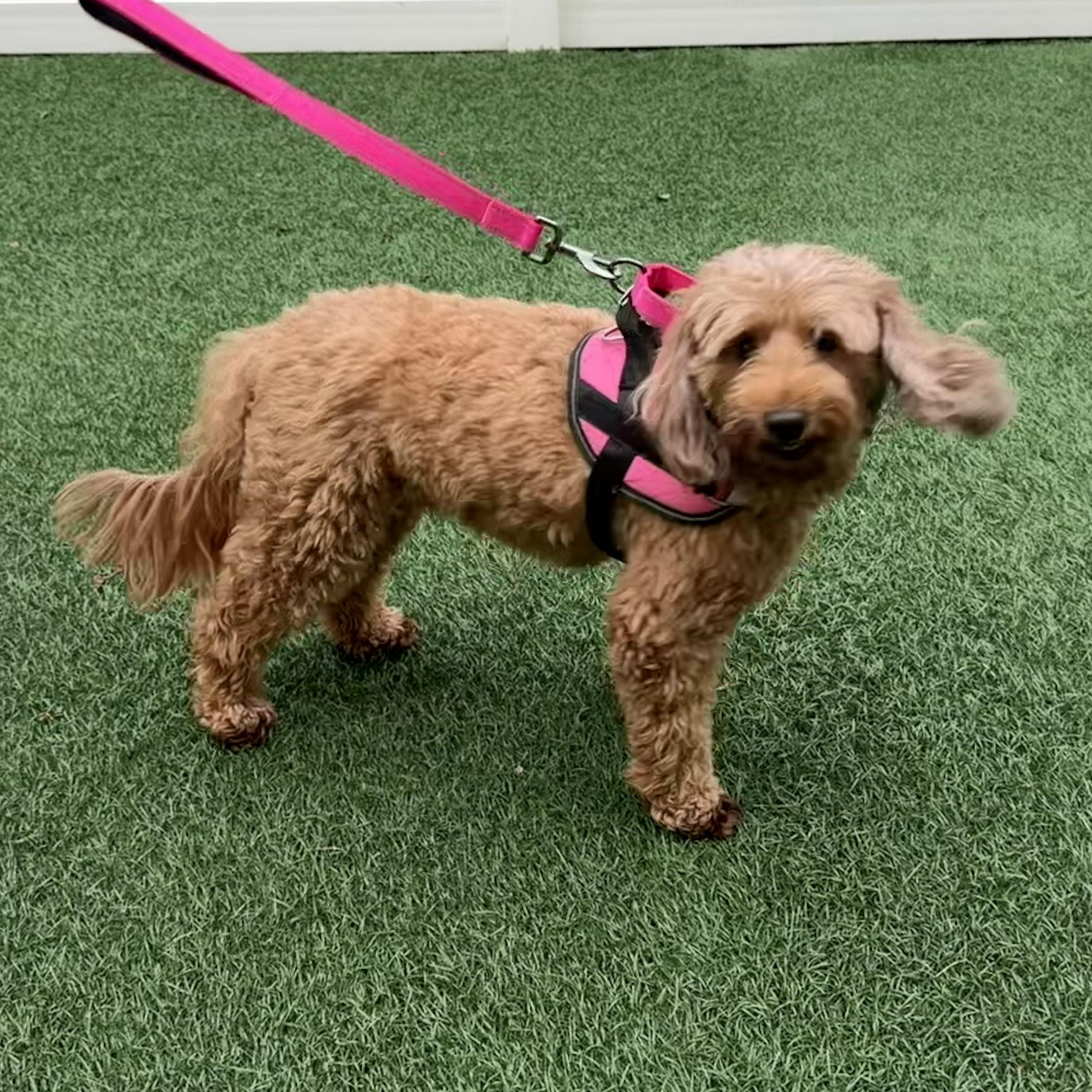 Enlarge Bella, a Adoptable mixed breed in Libertyville, IL image 3/5