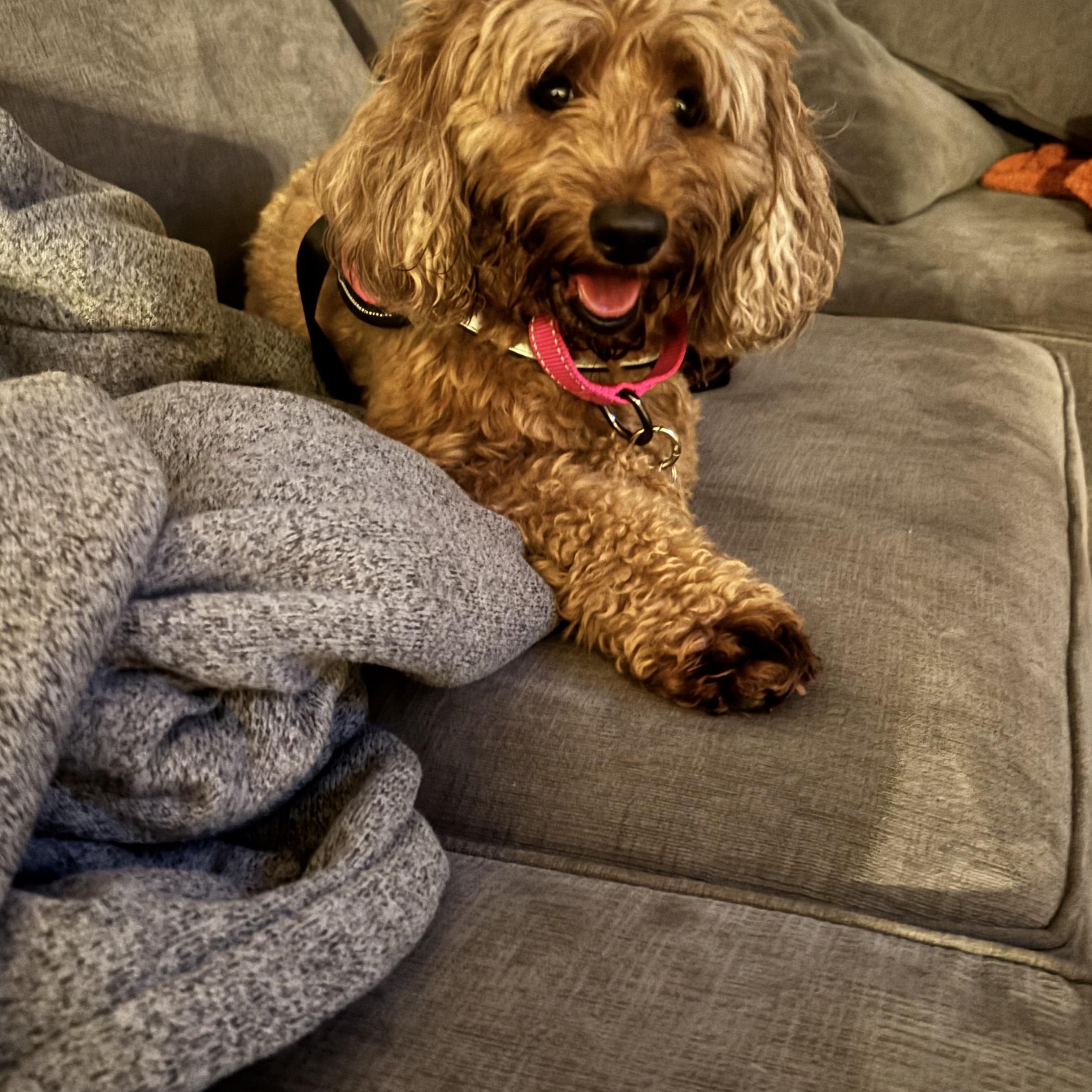 Enlarge Bella, a Adoptable mixed breed in Libertyville, IL image 5/5