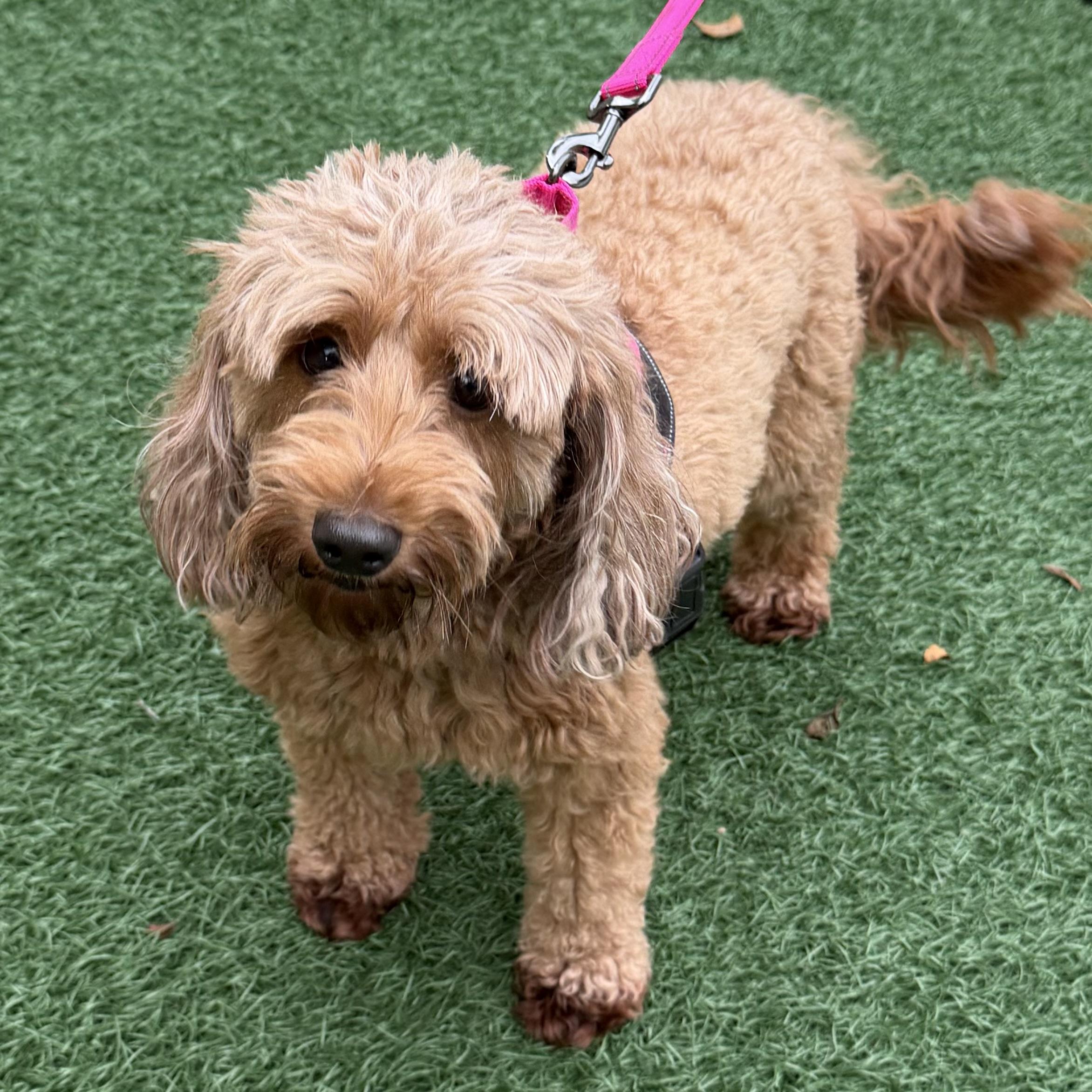 Enlarge Bella, a Adoptable mixed breed in Libertyville, IL image 2/5