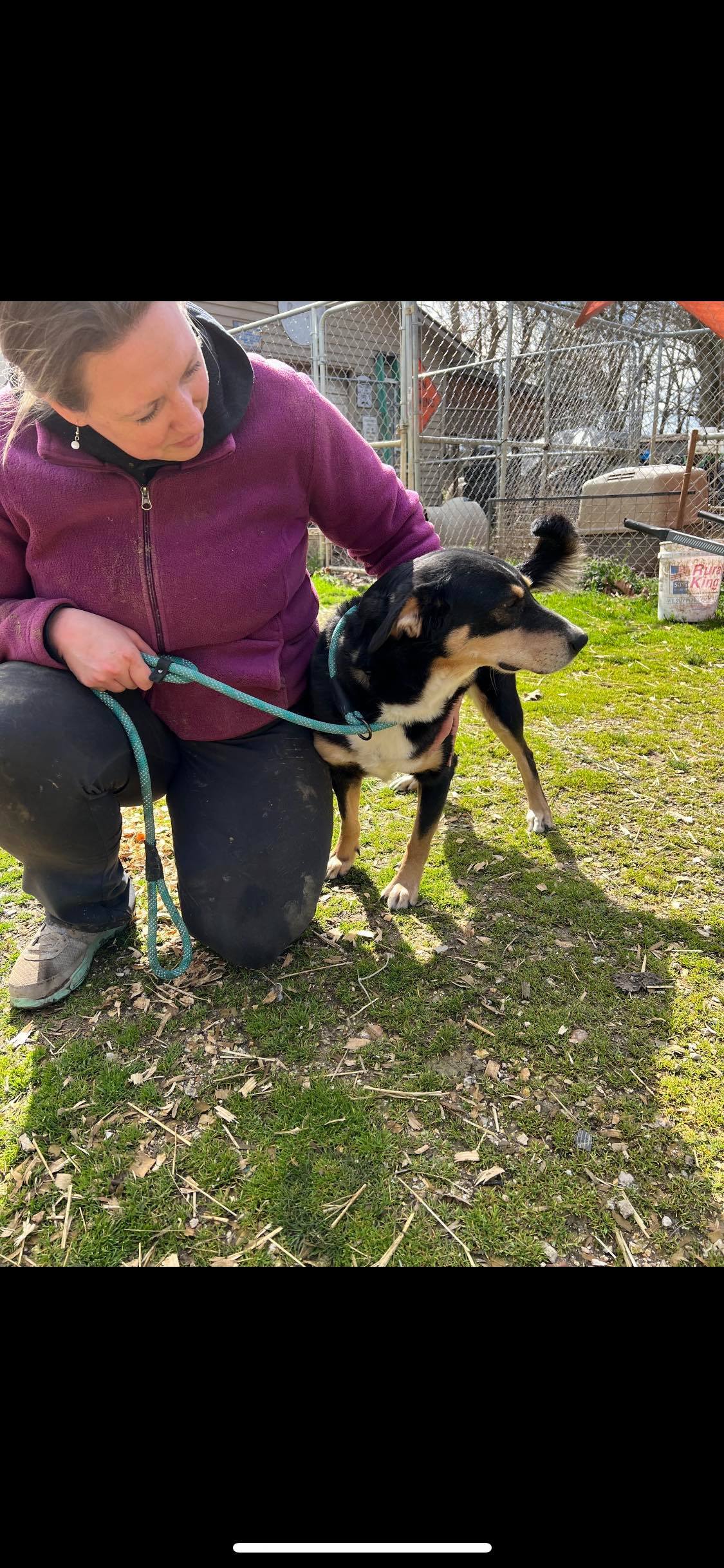 Cece, Adoptable, Adult Female Shepherd.