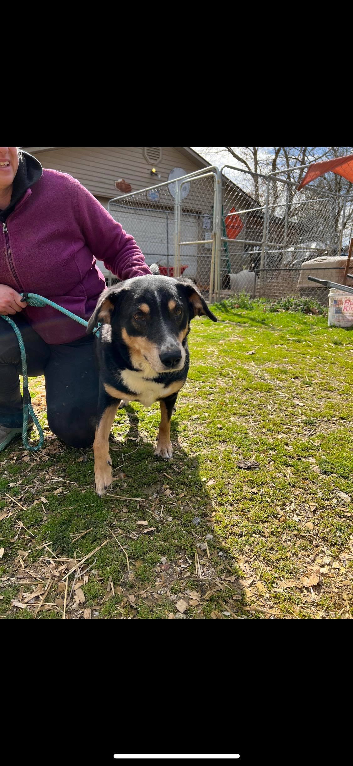 Cece, a Adoptable mixed breed in Greenfield, TN image 3/10