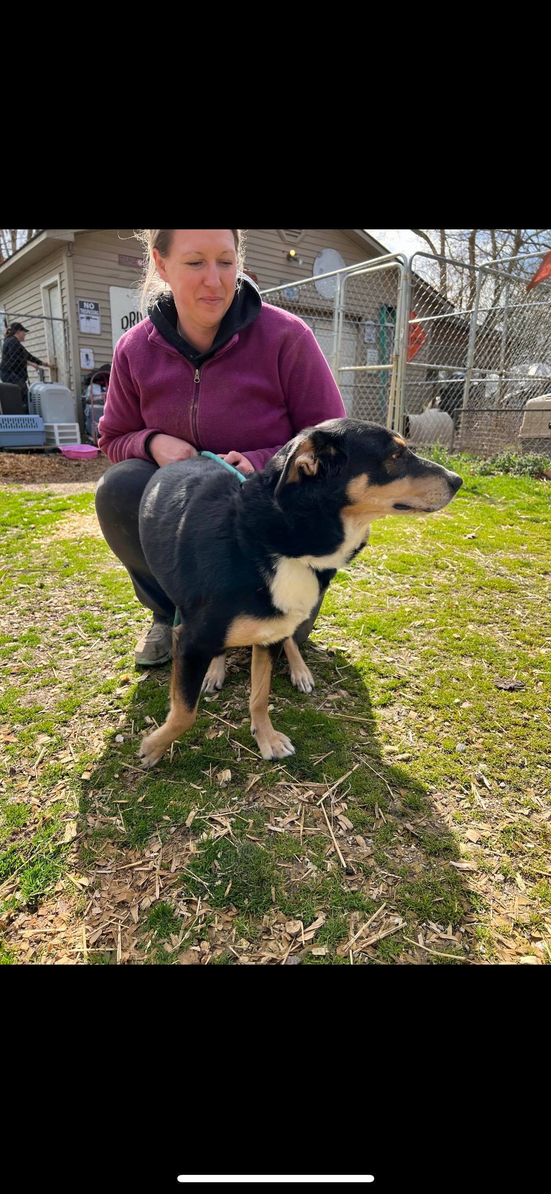 Cece, a Adoptable mixed breed in Greenfield, TN image 4/10